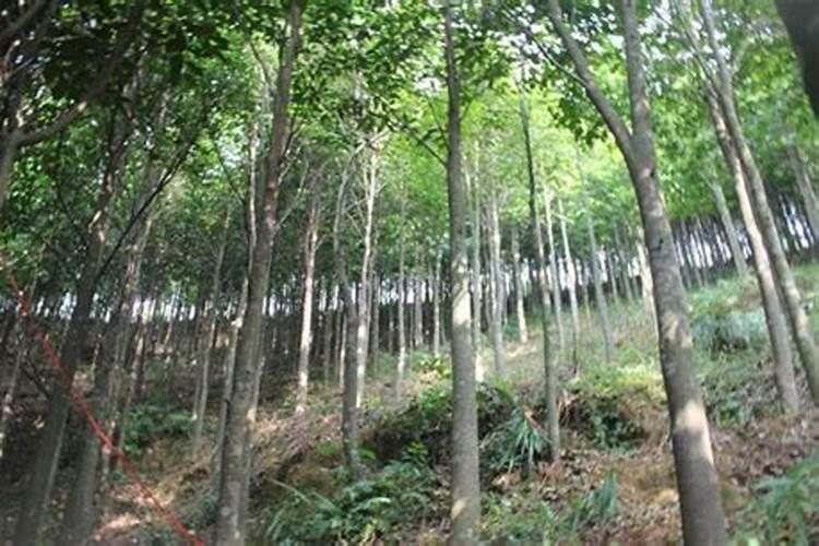 我想问沉香树如何种植？哪位了解？