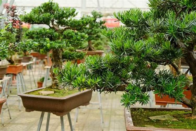 罗汉松的叶面肥怎么弄