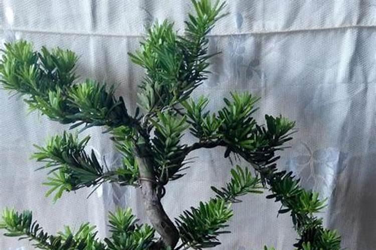 罗汉松施肥技巧,只需要五个步骤养的郁郁葱葱