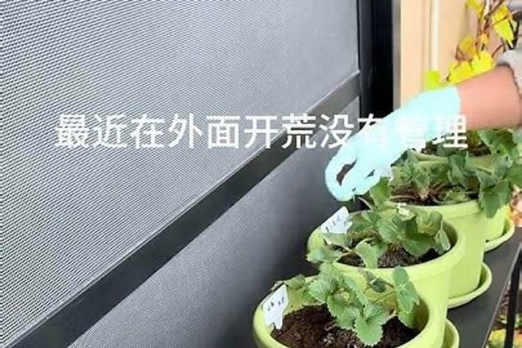 草莓多久追肥 草莓怎么施肥？