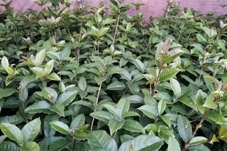 桂花树什么时候施肥