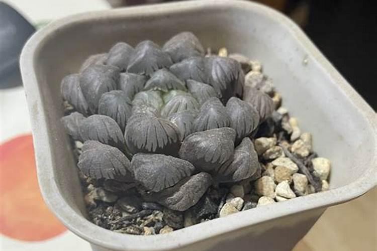 鞭炮里面的火药是什么成分