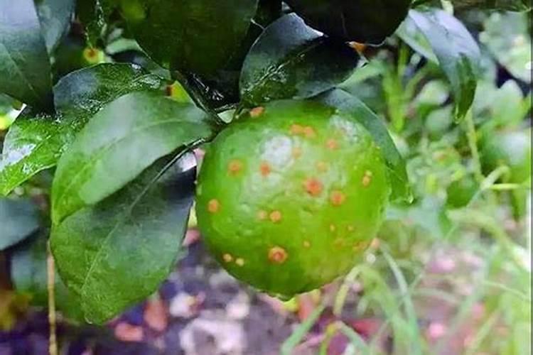 菠萝皮泡水可以浇花吗