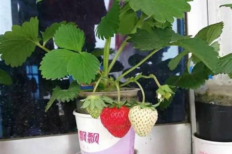 家庭无土栽培草莓怎么养