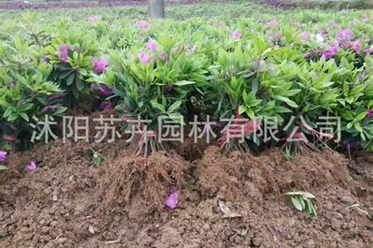 种植毛杜鹃需用什么叶面肥