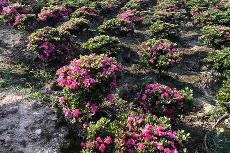 我挖了好几棵野生杜鹃,难于成活？