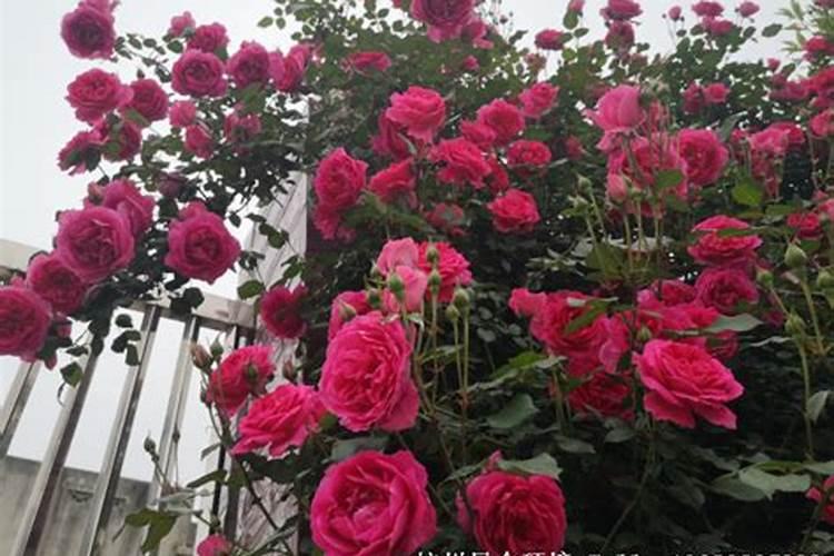 月季开花时能用尿素肥吗