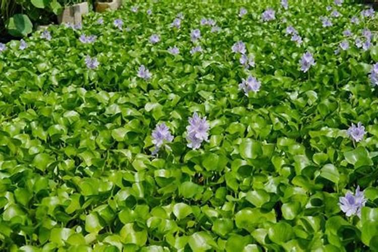 水葫芦可以在卧室养吗