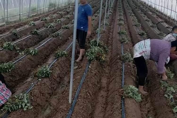 花生追肥用什么肥料好结果多一