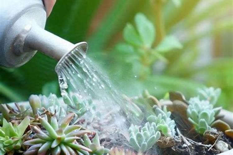 兰花上盆后多久浇水 兰花上盆后需等多久再浇水