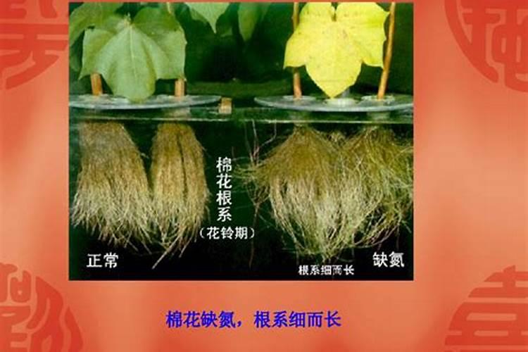 植物缺了氮肥,磷肥和钾肥会怎么样,分别举例说明。