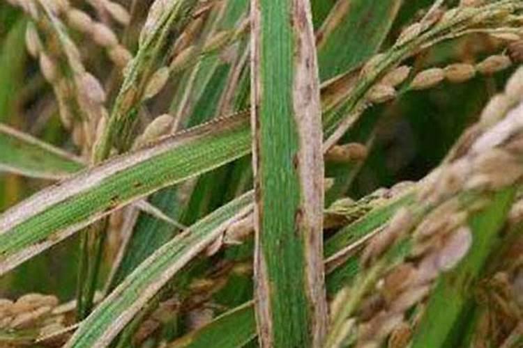 如何通过绿萝叶子颜色判断室内空气？