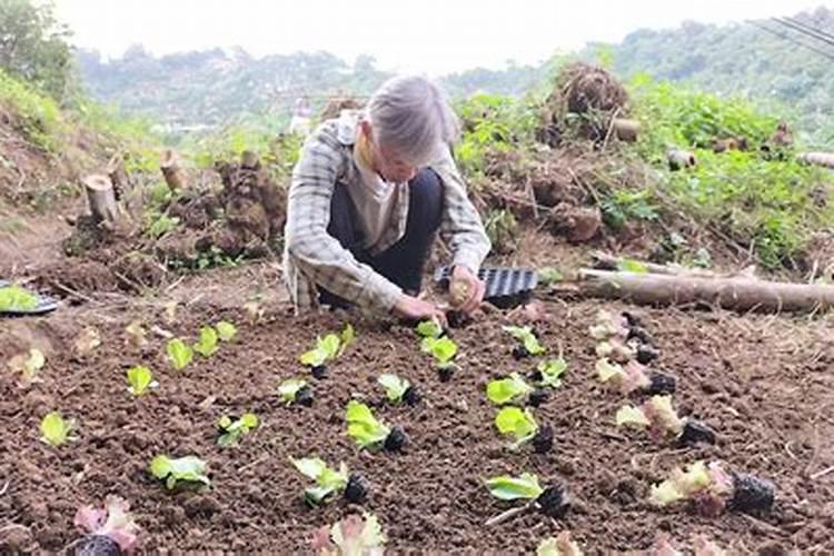 青菜种下去以后,具体怎么施肥呢