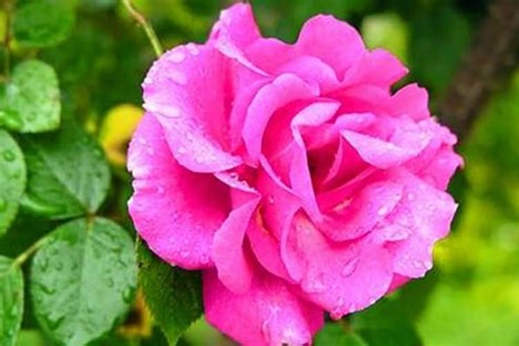 蔷薇移栽多久能施肥