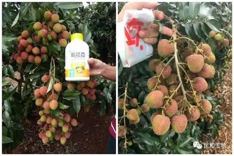 用什么叶面肥可以使荔枝熟得颜色好