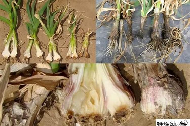 大蒜抗重茬用什么药最好