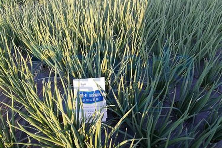 草木灰与铵态氮肥为什么不能混合