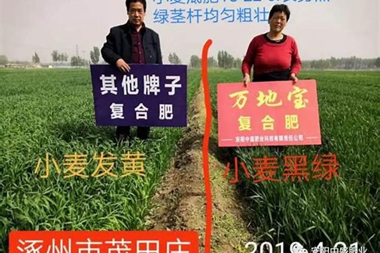 种小麦用什么肥料好