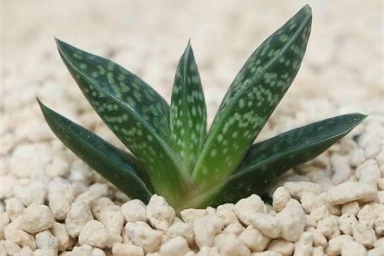 元宝花怎么养才开花