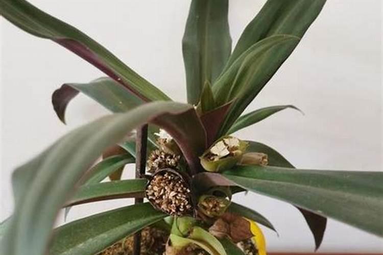 元宝花怎么养 元宝花的养殖方法