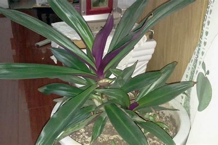 元宝花的养殖方法和注意事项