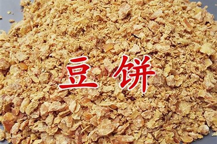 水产养殖豆饼是否能喂鱼？你怎么看？