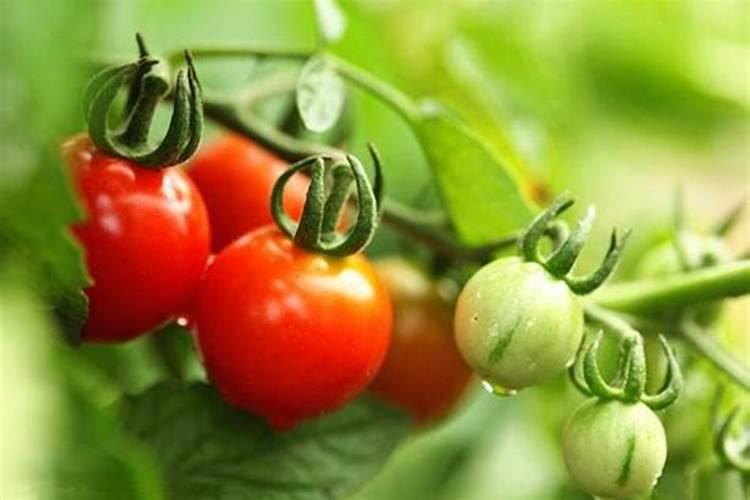 番茄施肥讲究多