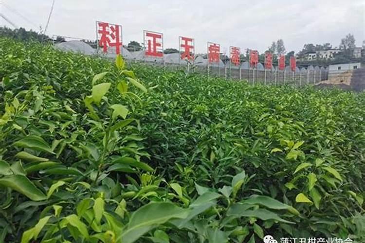 广西柑橘打药一吨价格表