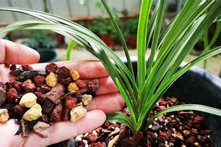 什么元素对水稻有特殊作用