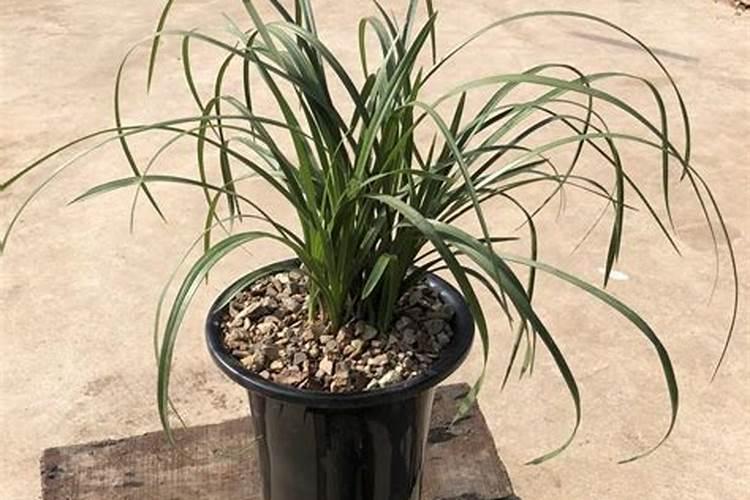 氮肥分为哪些氮肥