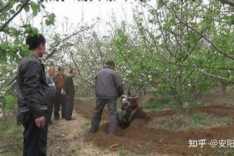 柑橘肥害补救措施