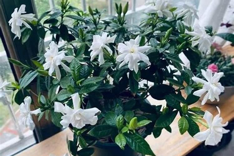 茉莉栀子不开花？几个小动作,保你的花开爆盆!