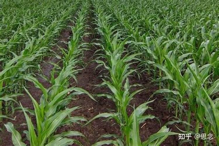 果农们注意了,想要磷肥施肥效果好请记住这几点!