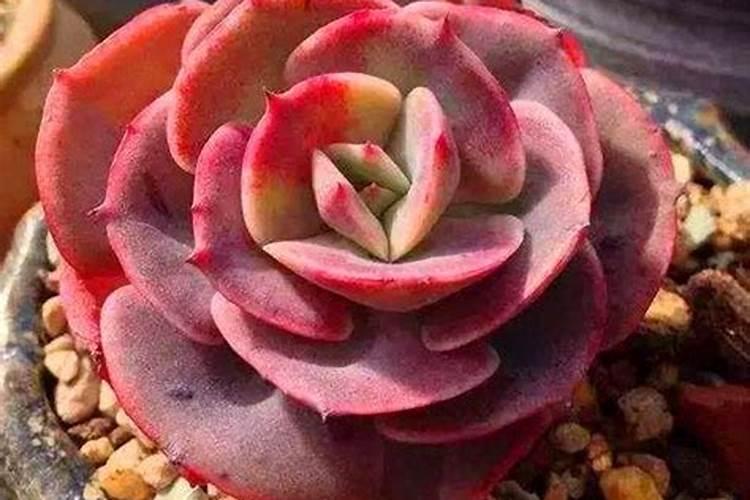 多肉施肥用什么肥料,如何给多肉施肥