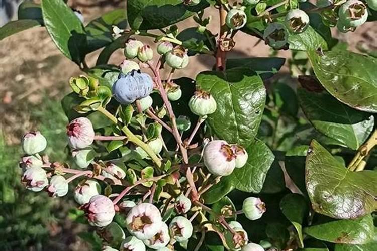 蓝莓施肥时间和方法是什么