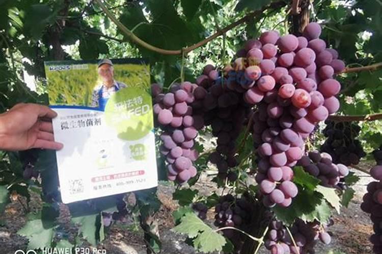 施肥小技巧:“葡萄用什么高钾水溶肥”