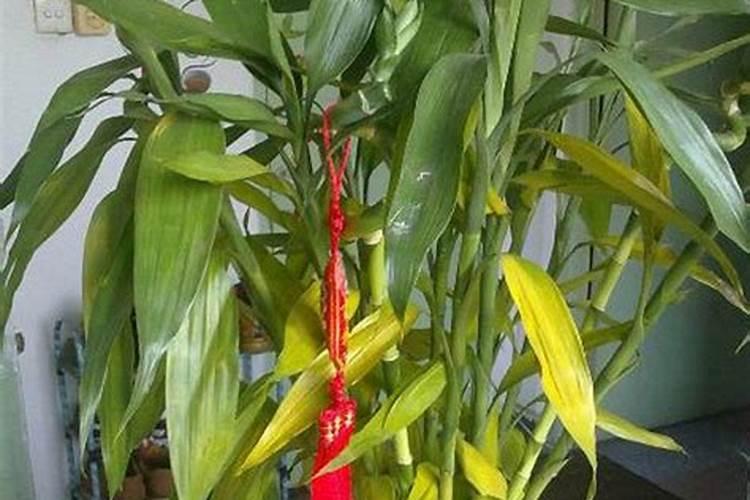 怎样给养鱼的睡莲施肥