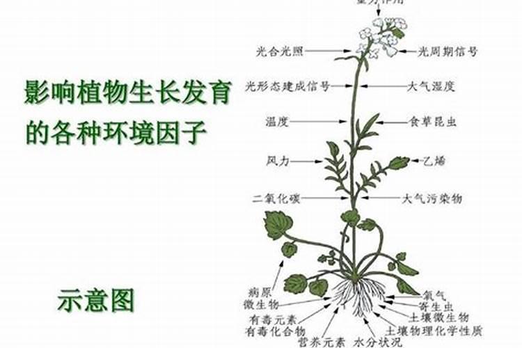 磷酸二氢钾肥料作用是什么