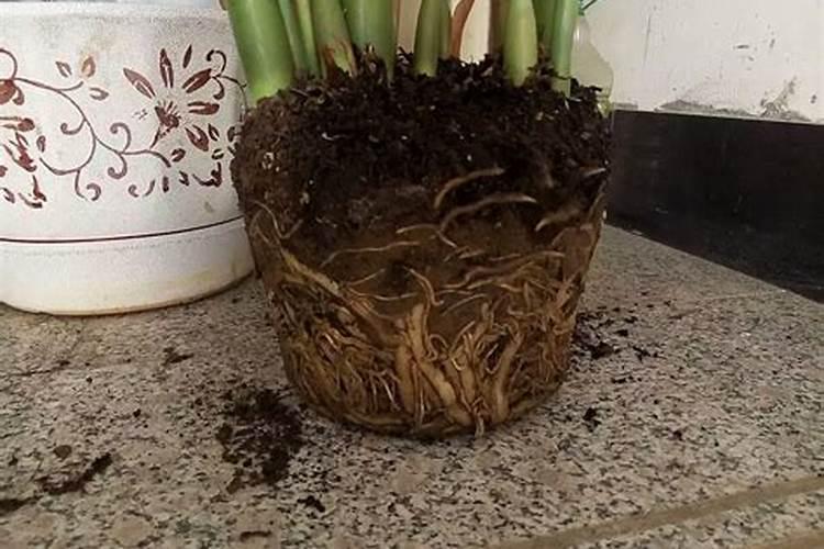 苹果树什么时候用水溶肥,怎么用最好