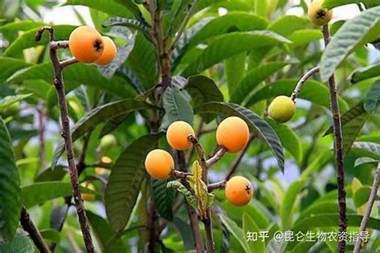 甘蔗皮能做肥料吗