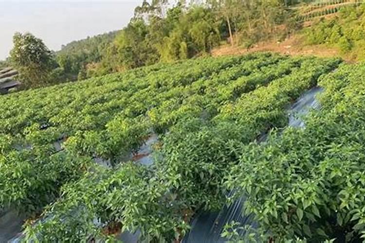 青椒施肥管理要合理,青椒施肥管理该怎么做？