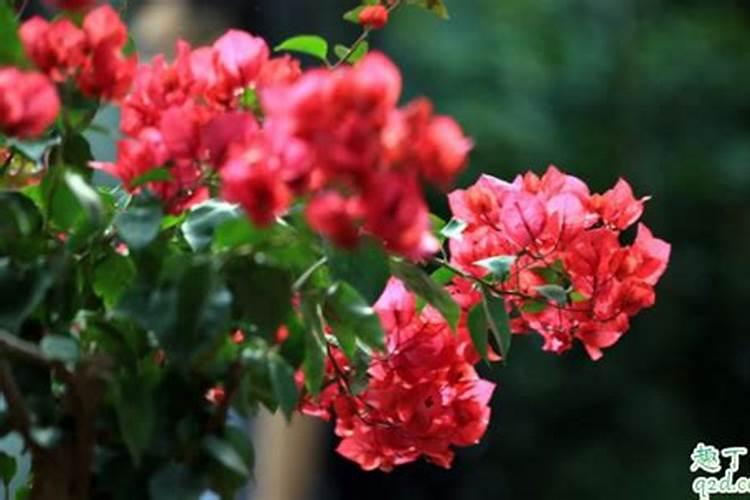 三角梅施肥攻略,三角梅花期施肥方法经验分享