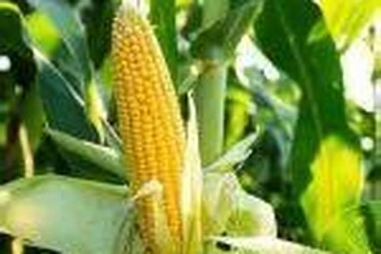 滴灌玉米施肥方法与量