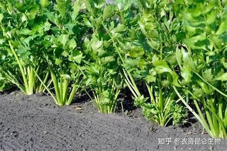芹菜后期冲什么肥料好