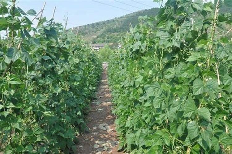 豆角追什么叶面肥结果好？叶面肥什么品牌好？叶面肥价格多少钱一斤？