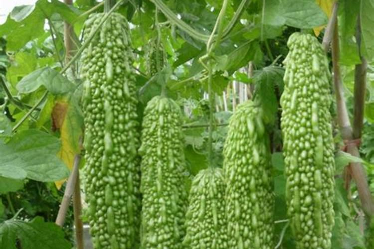 小苍兰根球能活几年 小苍兰根球能活的时间是多少