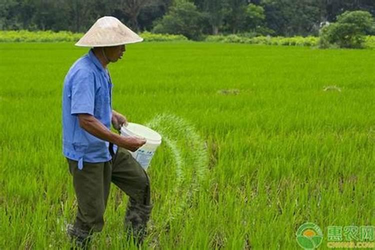 芸苔素内酯、硼肥、磷酸二氢钾在小麦上到底如何用？