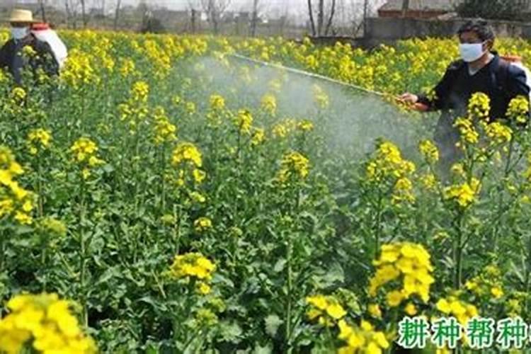 苦瓜叶为什么不浓绿