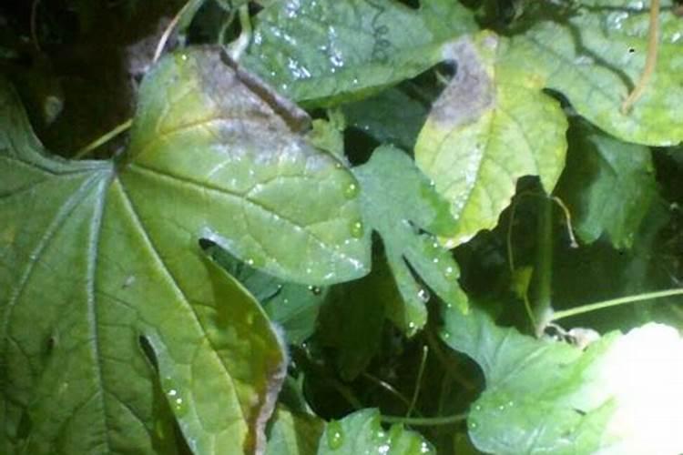 苦瓜裂果的原因有哪些？