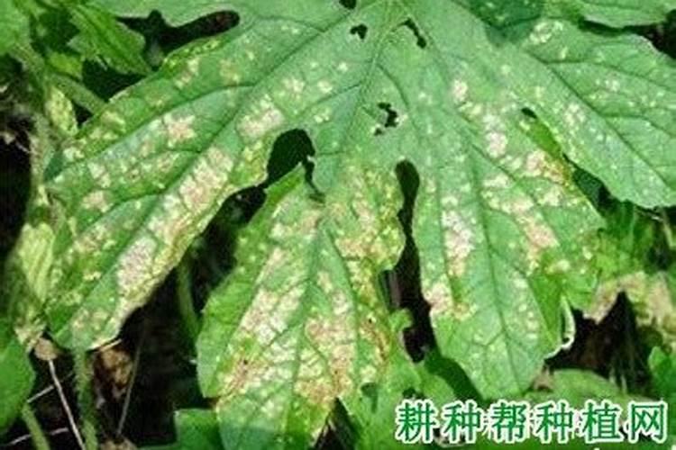 春茬苦瓜怎么种植？如何管理？